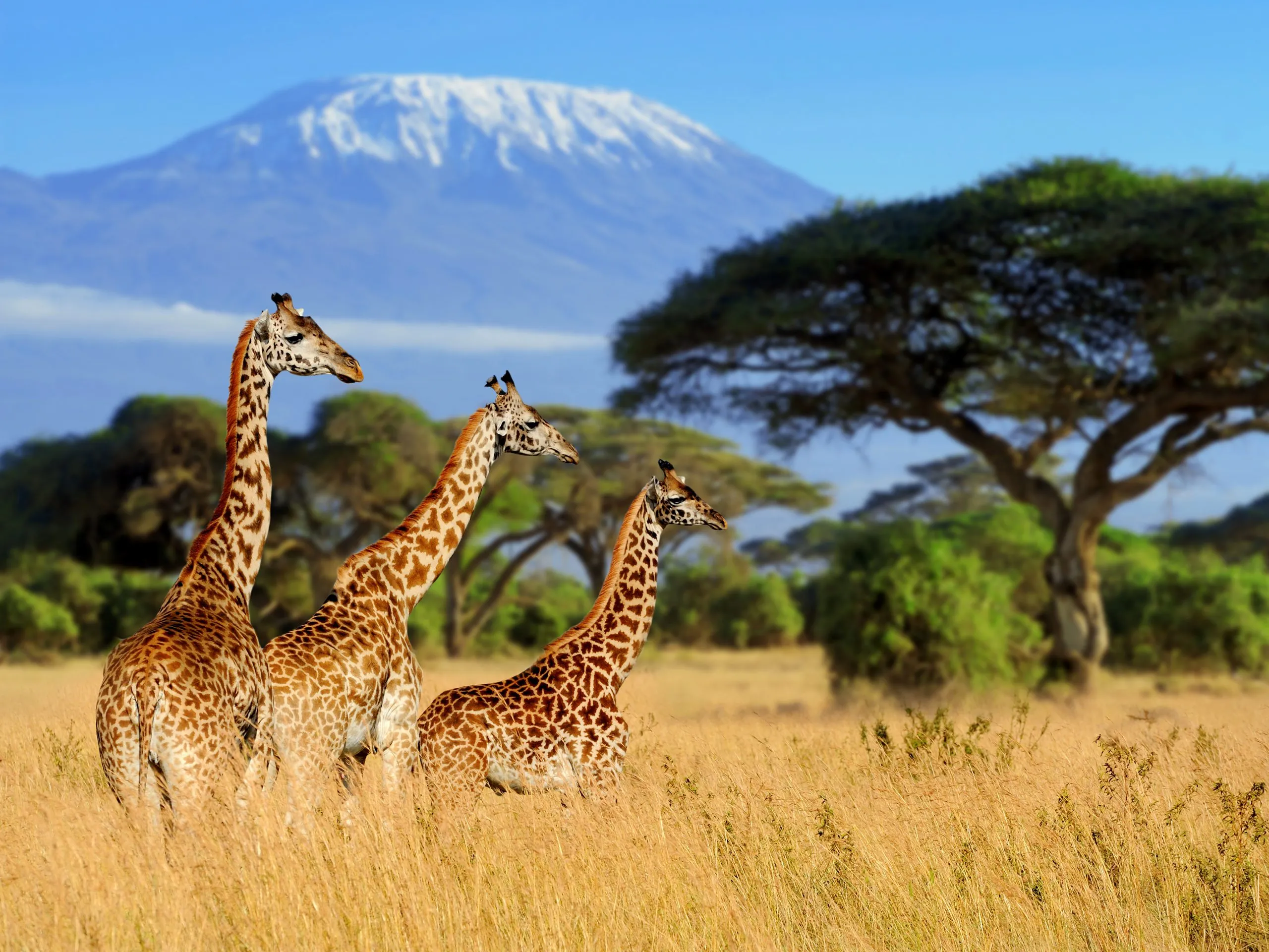 Safari experience in East Africa - Tour Vigator