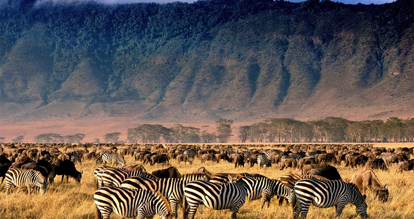 4 Days 3 Nights: Tarangire - Ngorongoro - Serengeti Safari - thumbnail 2