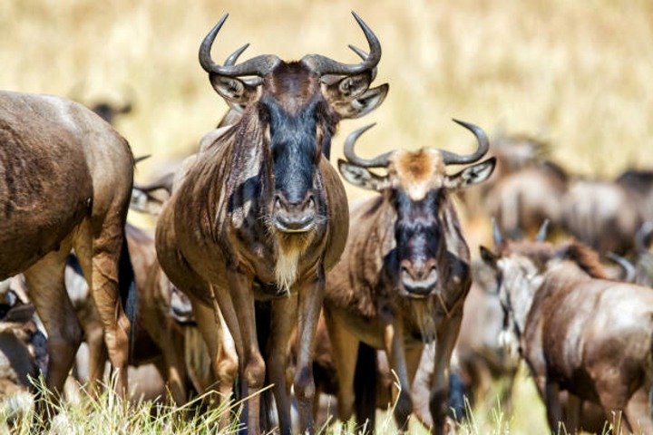 4 Days 3 Nights: Manyara - Ngorongoro - Serengeti Safari - thumbnail 3