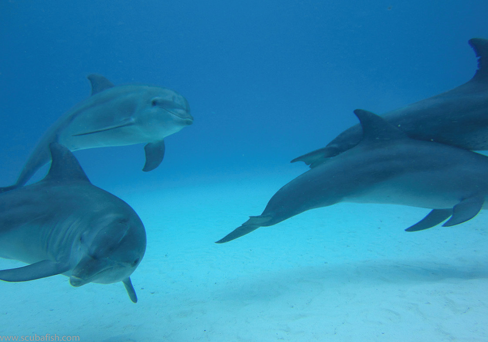 Full Day Mnemba Island Adventure - thumbnail 3