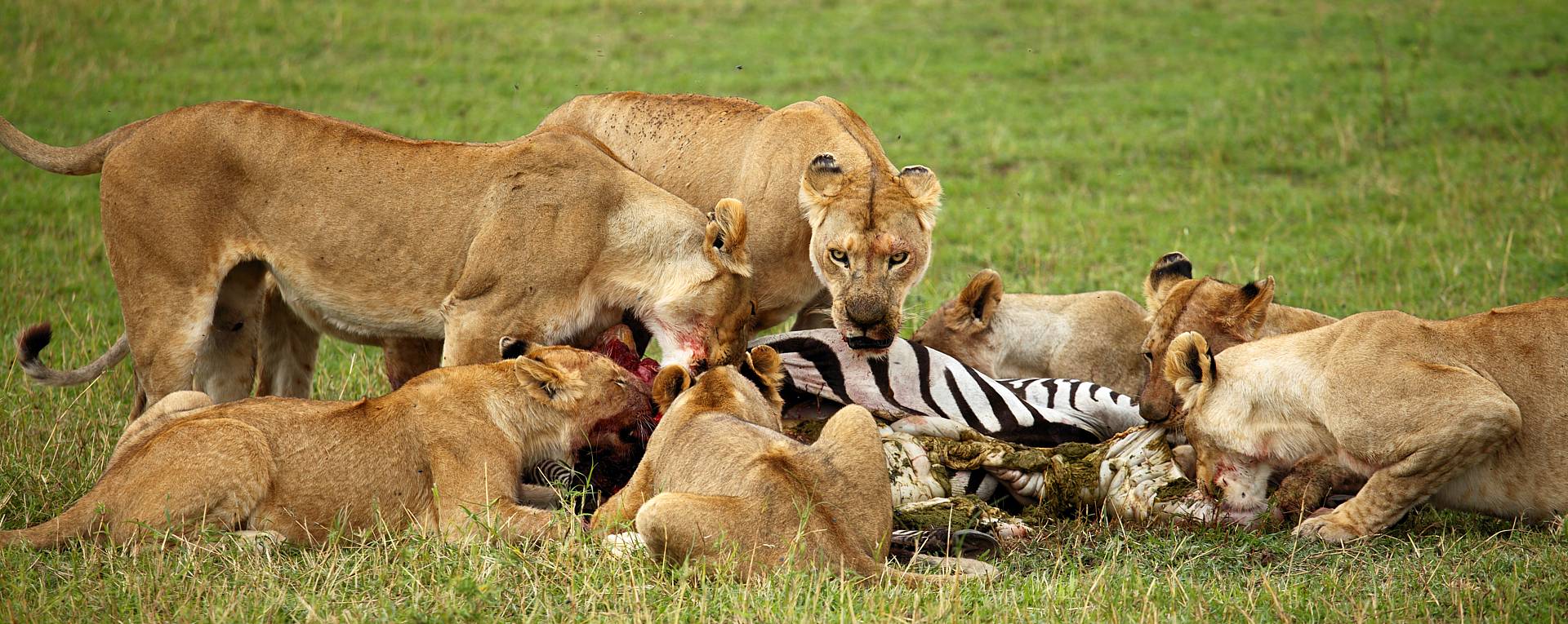 3 Days 2 Nights: Zanzibar - Ngorongoro - Serengeti - Zanzibar - thumbnail 4