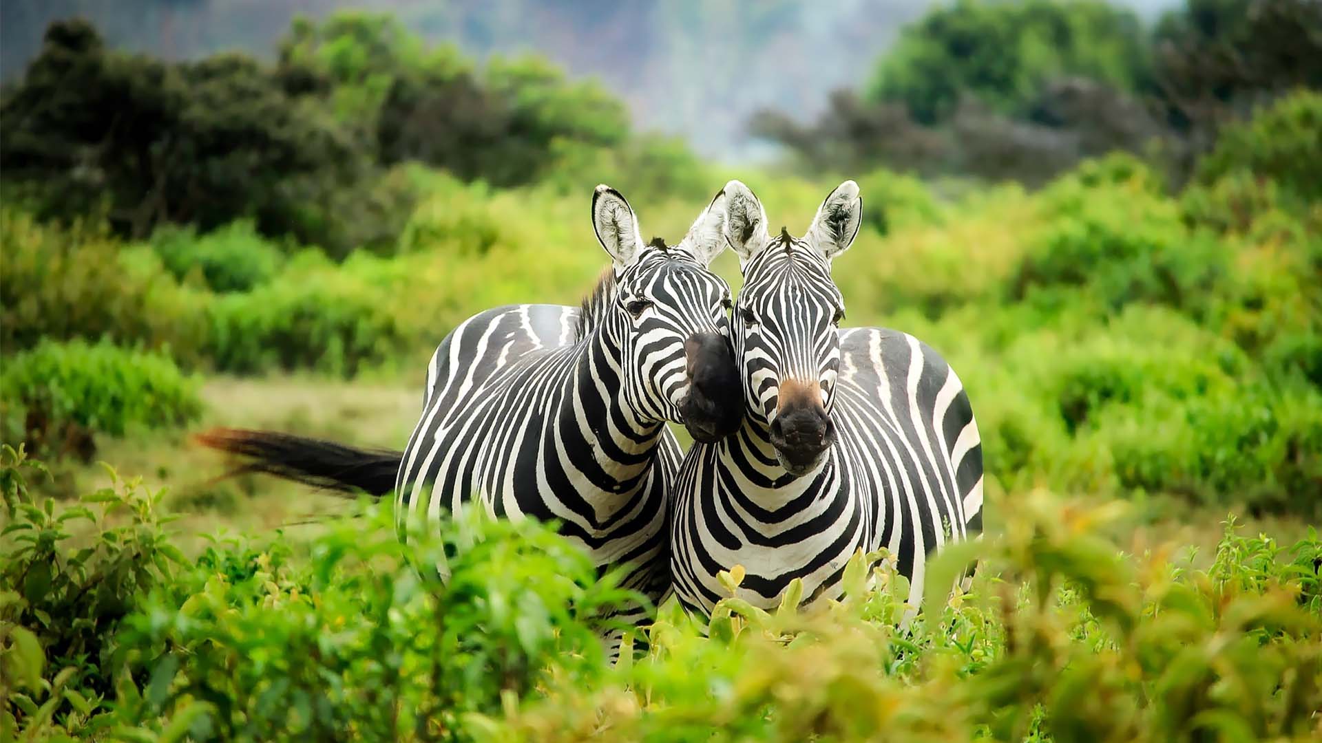 Day Trip: Zanzibar - Mikumi National Park - Zanzibar - thumbnail 4