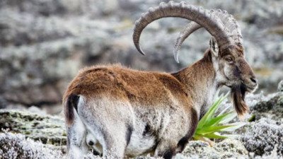 4 days Simien Mountain Trekking tour - thumbnail 2