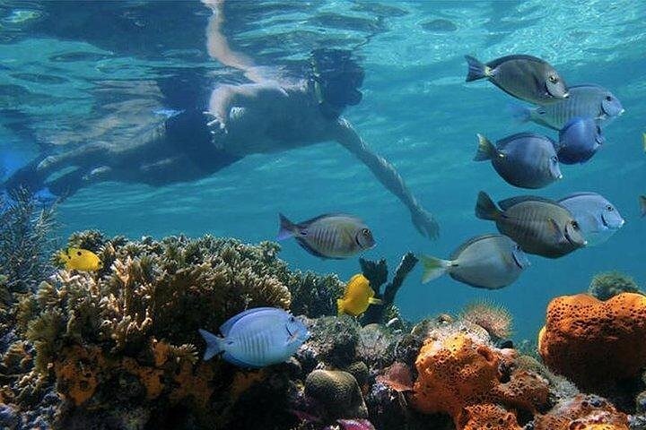 Half Day Mnemba Island Tour - Book on Tour Vigator