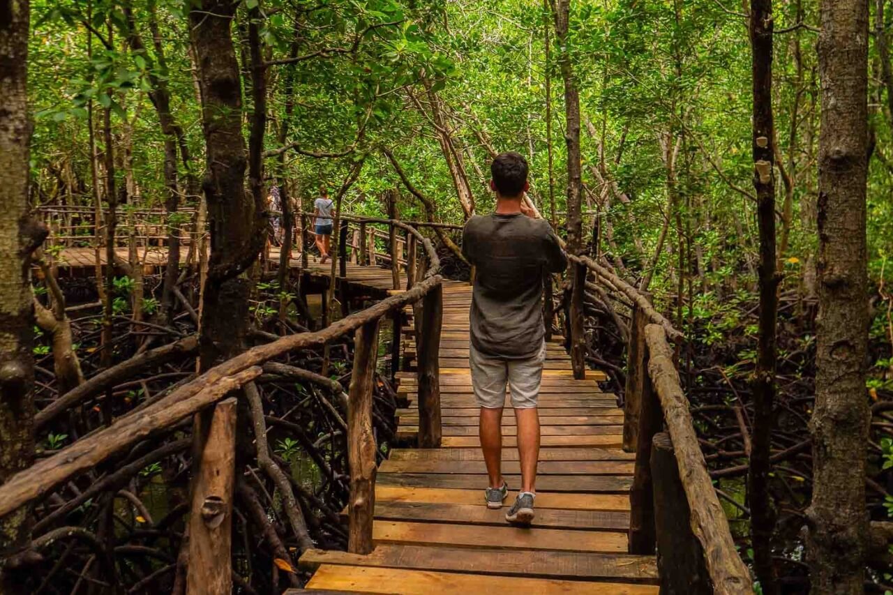 Jozani Forest Tour - thumbnail 4
