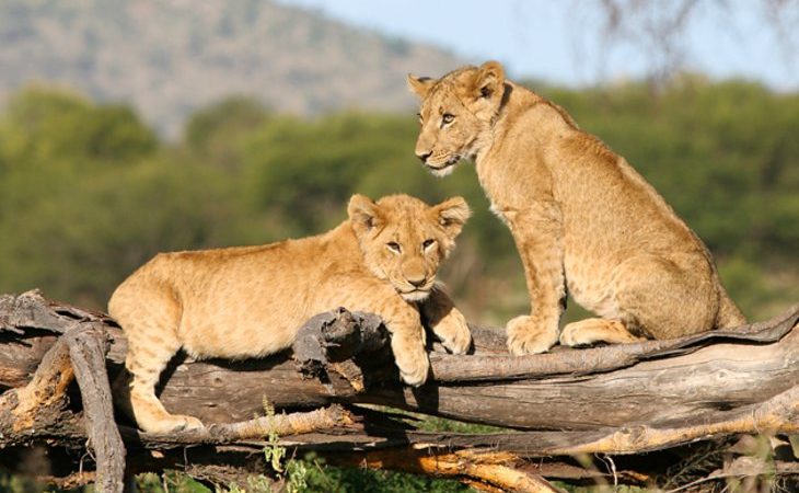 3 Days 2 Nights: Zanzibar - Ngorongoro - Serengeti - Zanzibar - thumbnail 5