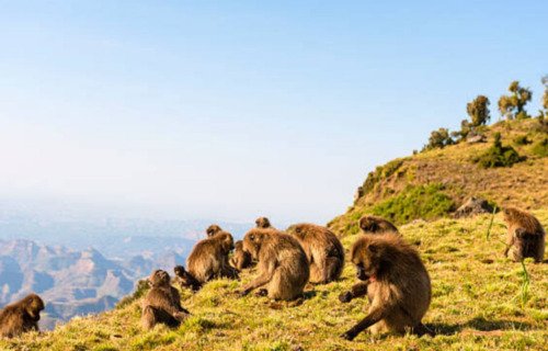 4 days Simien Mountain Trekking tour - thumbnail 6