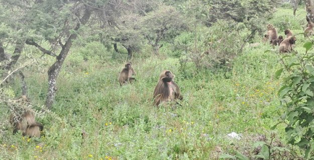 From Ethiopia, Exploring Monastic Marvels of Debre Libanos Monastery - thumbnail 4
