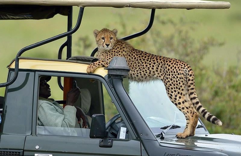 4 Days 3 Nights: Manyara - Ngorongoro - Serengeti Safari - thumbnail 2