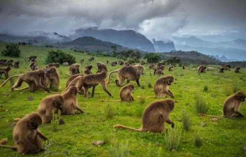 4 days Simien Mountain Trekking tour - thumbnail 5