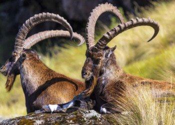 4 days Simien Mountain Trekking tour - Book on Tour Vigator