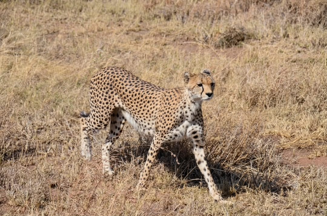 4 Days Classic Safari: Tarangire National Park, Serengeti & Ngorongoro Crater - thumbnail 4