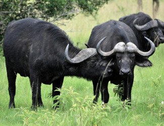Ethiopia, 4 Days Chebera Park Wildlife Safari Tour - thumbnail 2