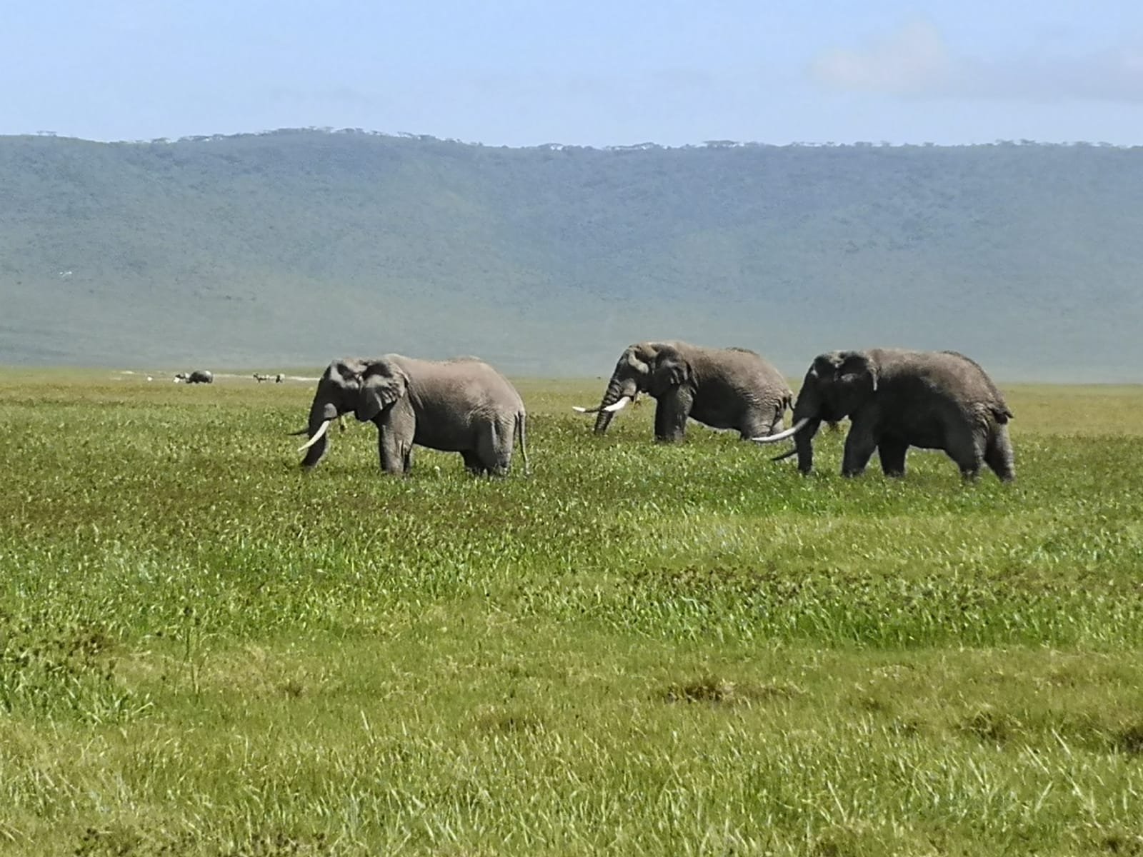 10-Day Big Five Wildlife Quest & Zanzibar Beach Gateway - thumbnail 5