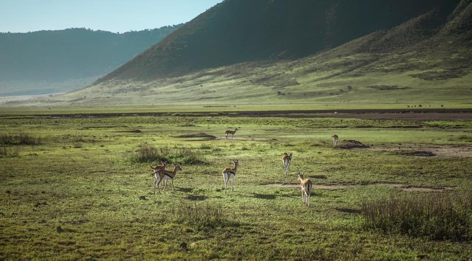 2 Days Tarangire & Ngorongoro Crater Safari – Tanzania Short Wildlife Tour from Arusha - thumbnail 4