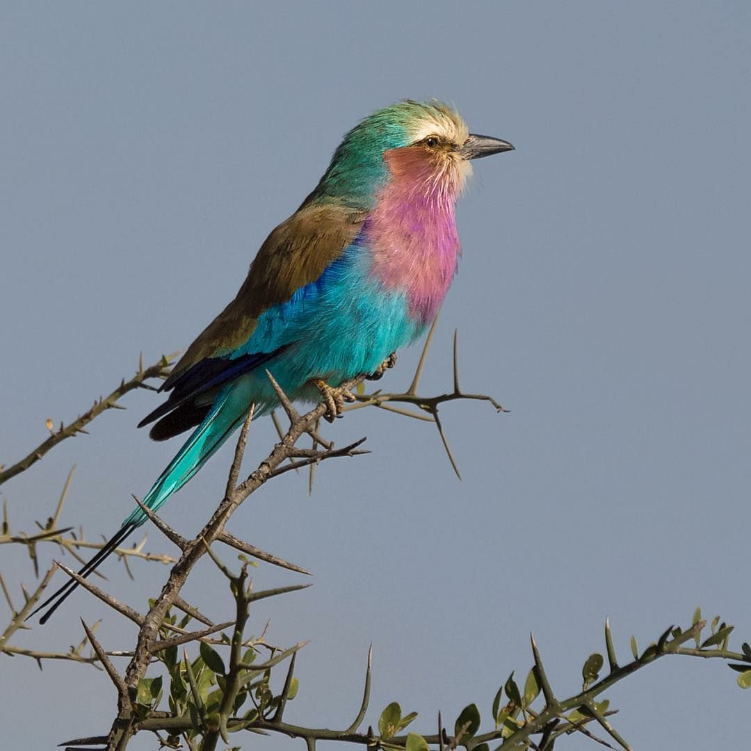 2 Days Tarangire & Ngorongoro Crater Safari – Tanzania Short Wildlife Tour from Arusha - thumbnail 2