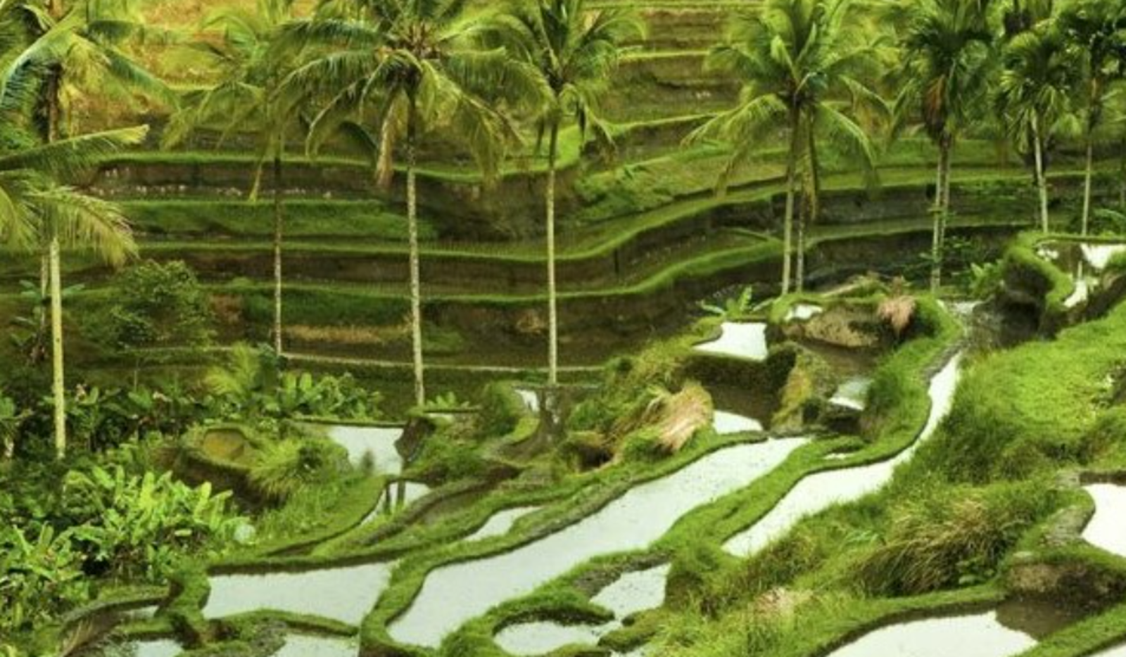 Bali Full-Day Cultural and Nature Tour Conquering the Zenith of Batur and Agung – Bali’s Eternal Symphony - thumbnail 2