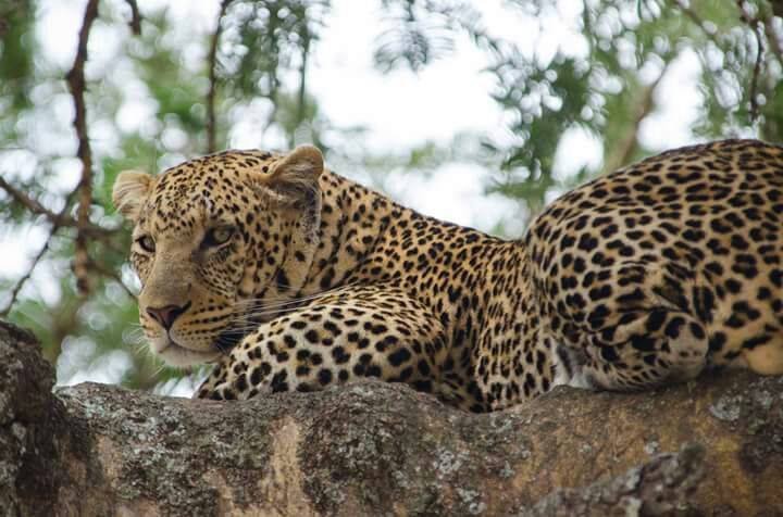 7-Day Journey Through Northern Tanzania - thumbnail 3