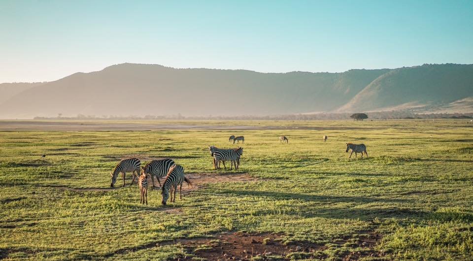 10-Day Big Five Wildlife Quest & Zanzibar Beach Gateway - thumbnail 4