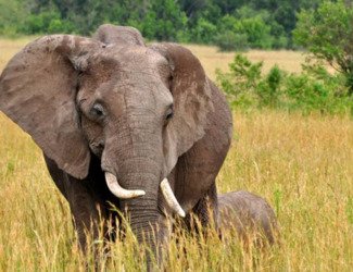 Ethiopia, 4 Days Chebera Park Wildlife Safari Tour - thumbnail 6
