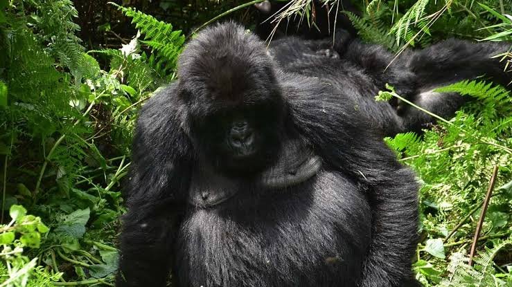 3 days Uganda gorilla trekking and Golden monkey from Kigali - thumbnail 5