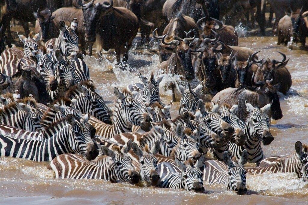 Great Migrations Encounter - thumbnail 5
