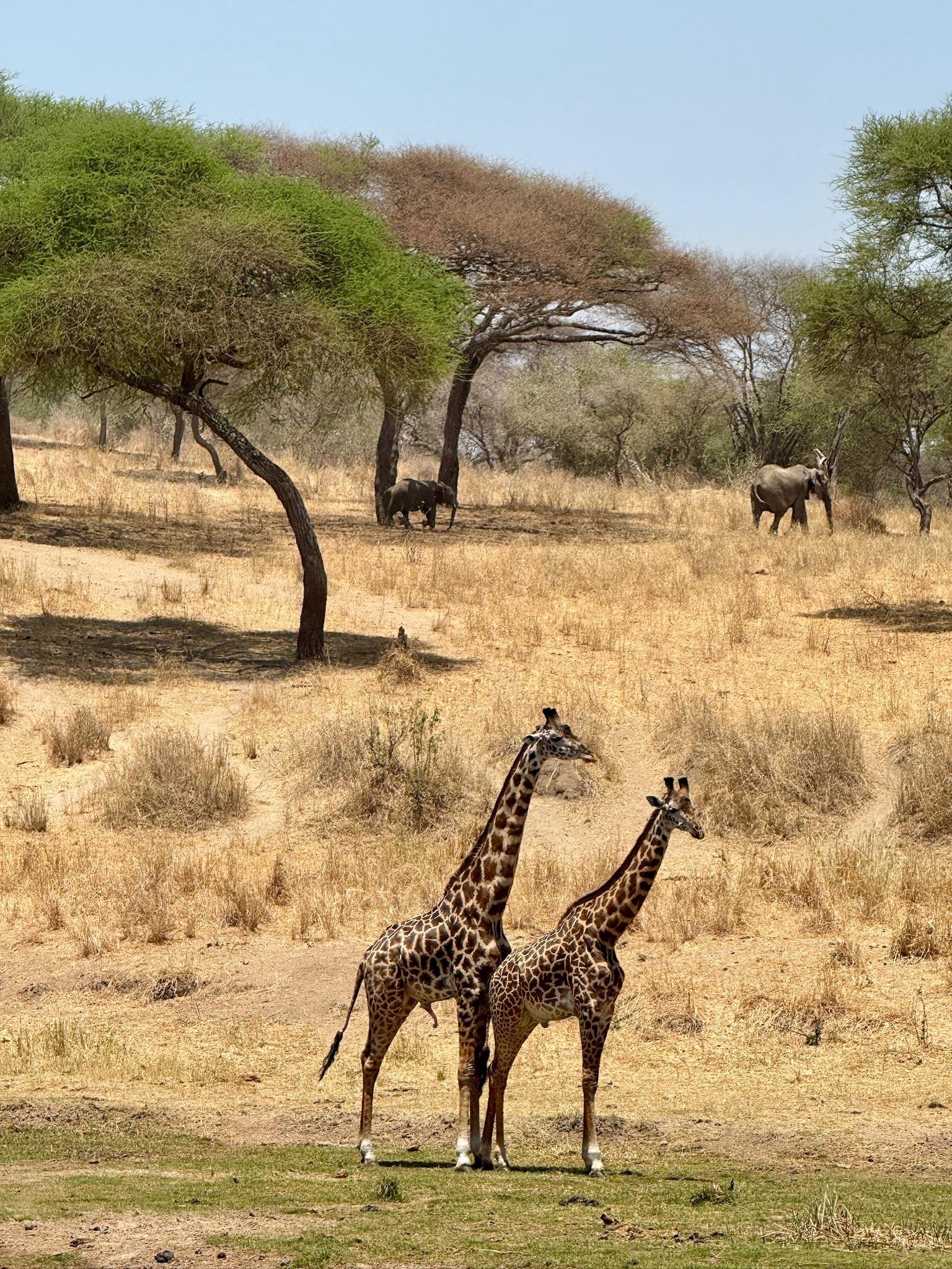 4 Days Classic Safari: Tarangire National Park, Serengeti & Ngorongoro Crater - Book on Tour Vigator