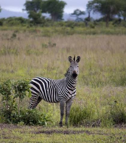 Mikumi National Park Day Safari from Zanzibar - thumbnail 5