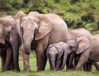 Ethiopia, 4 Days Chebera Park Wildlife Safari Tour - thumbnail 5