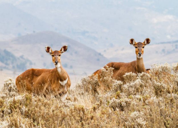Ethiopia, 4 Days Bale Mountain Safari and Advanture Tour - thumbnail 6