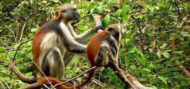 Jozani Forest Tour Zanzibar - thumbnail 4