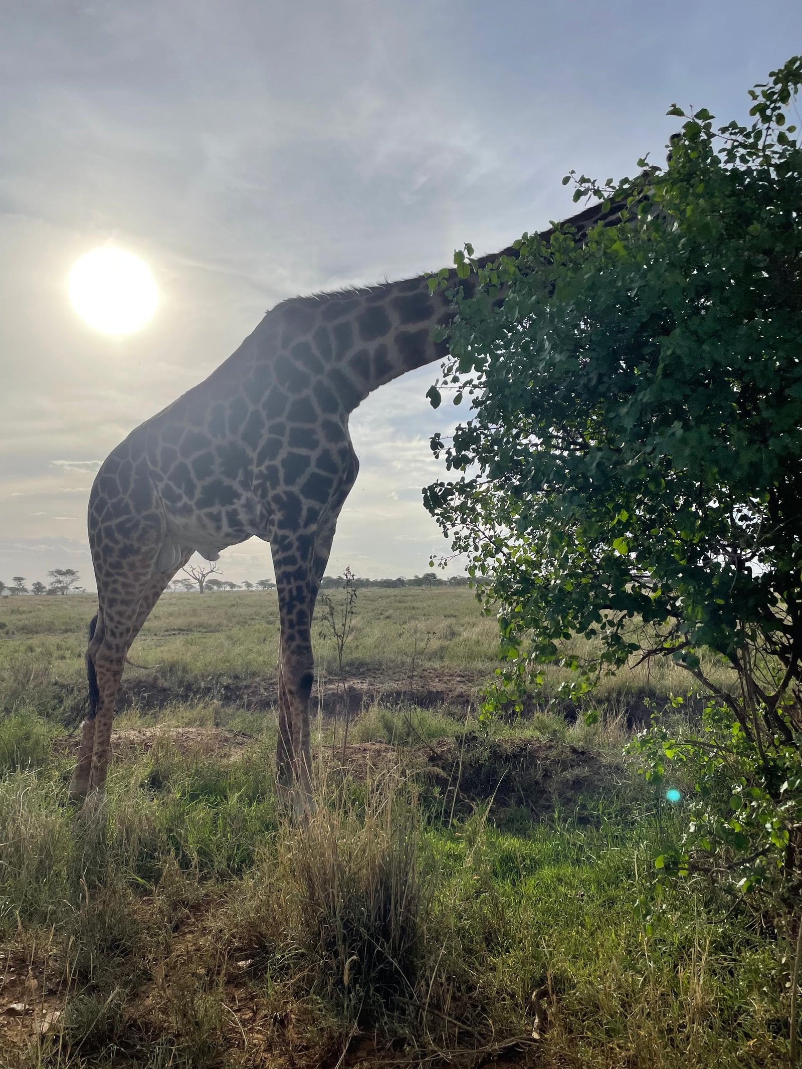 2 Days Tarangire & Ngorongoro Crater Safari – Tanzania Short Wildlife Tour from Arusha - Book on Tour Vigator