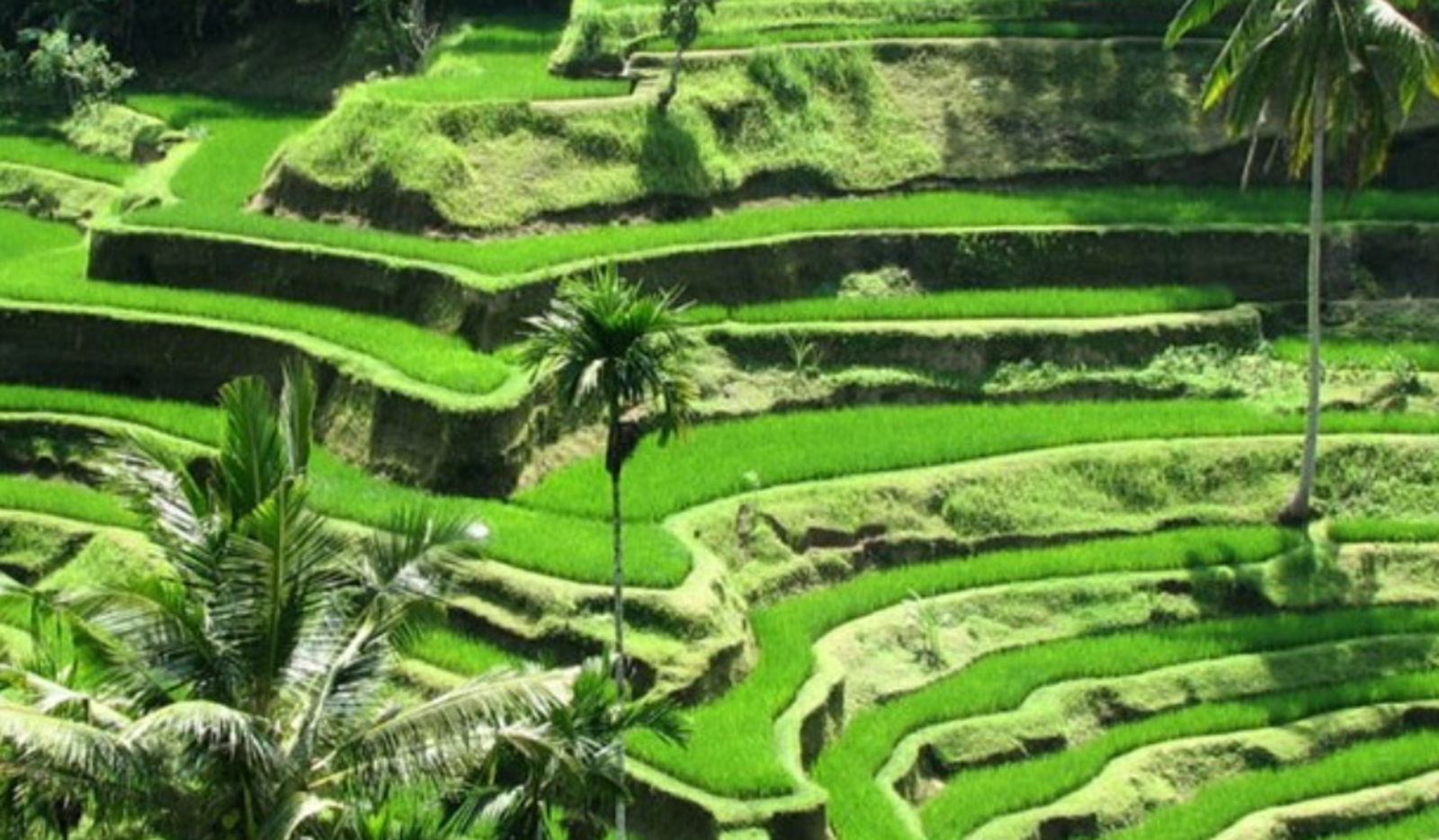 6-Hour Hidden Bali Motorcycle Adventure: Countryside, Temples & Local Life - thumbnail 2