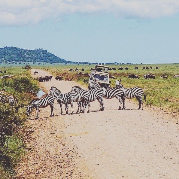 10-Day Big Five Wildlife Quest & Zanzibar Beach Gateway - thumbnail 3