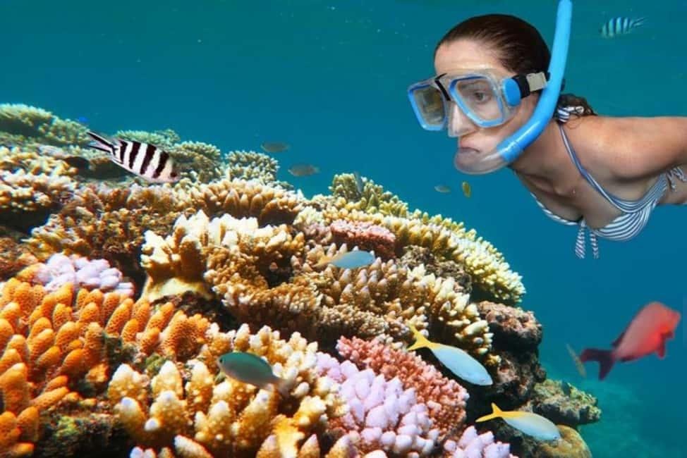 Half Day Mnemba Island Snorkeling Experience from Zanzibar - thumbnail 3