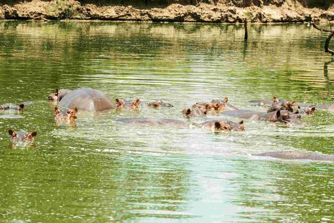Mikumi National Park Day Trip from Zanzibar - thumbnail 5