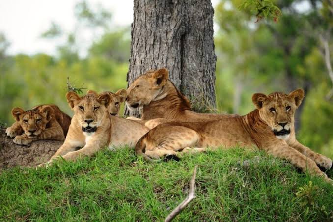 Mikumi National Park Day Trip from Zanzibar - thumbnail 3