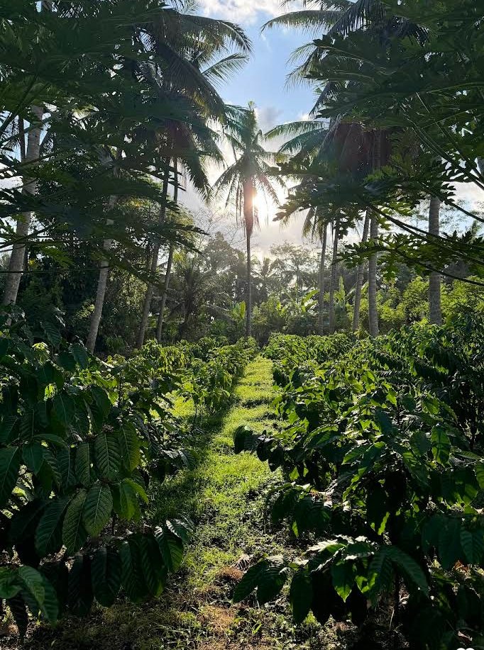 Bali Full-Day Cultural and Nature Tour Conquering the Zenith of Batur and Agung – Bali’s Eternal Symphony - thumbnail 5