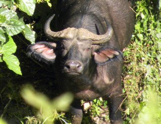 Ethiopia, 4 Days Chebera Park Wildlife Safari Tour - thumbnail 3