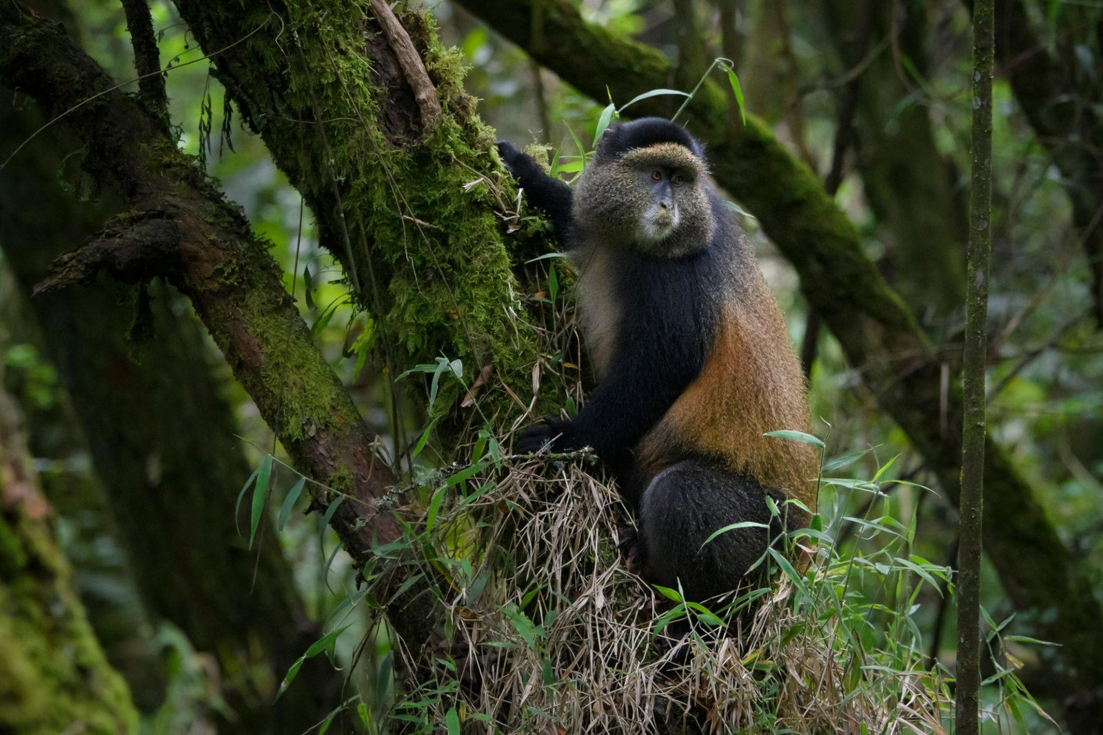 3 days Uganda gorilla trekking and Golden monkey from Kigali - thumbnail 4