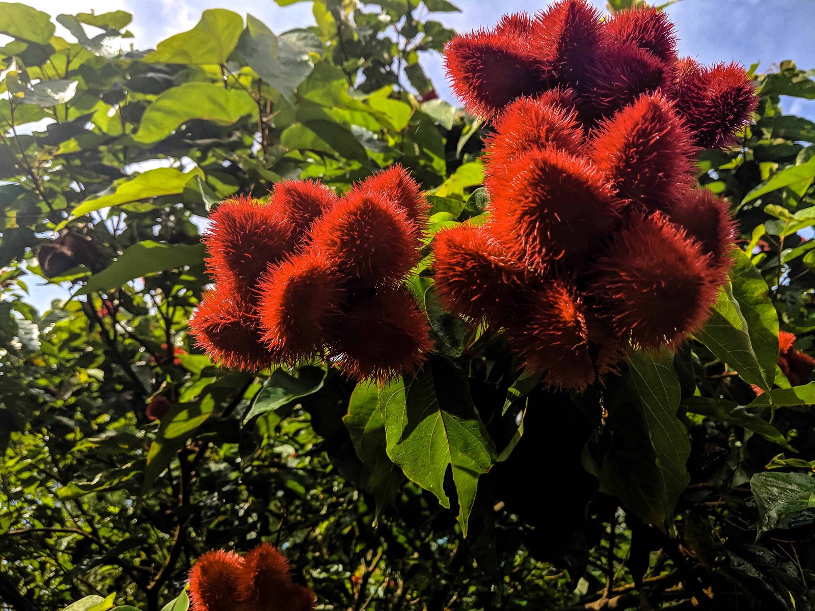 Zanzibar Spice Farm Tour - thumbnail 4