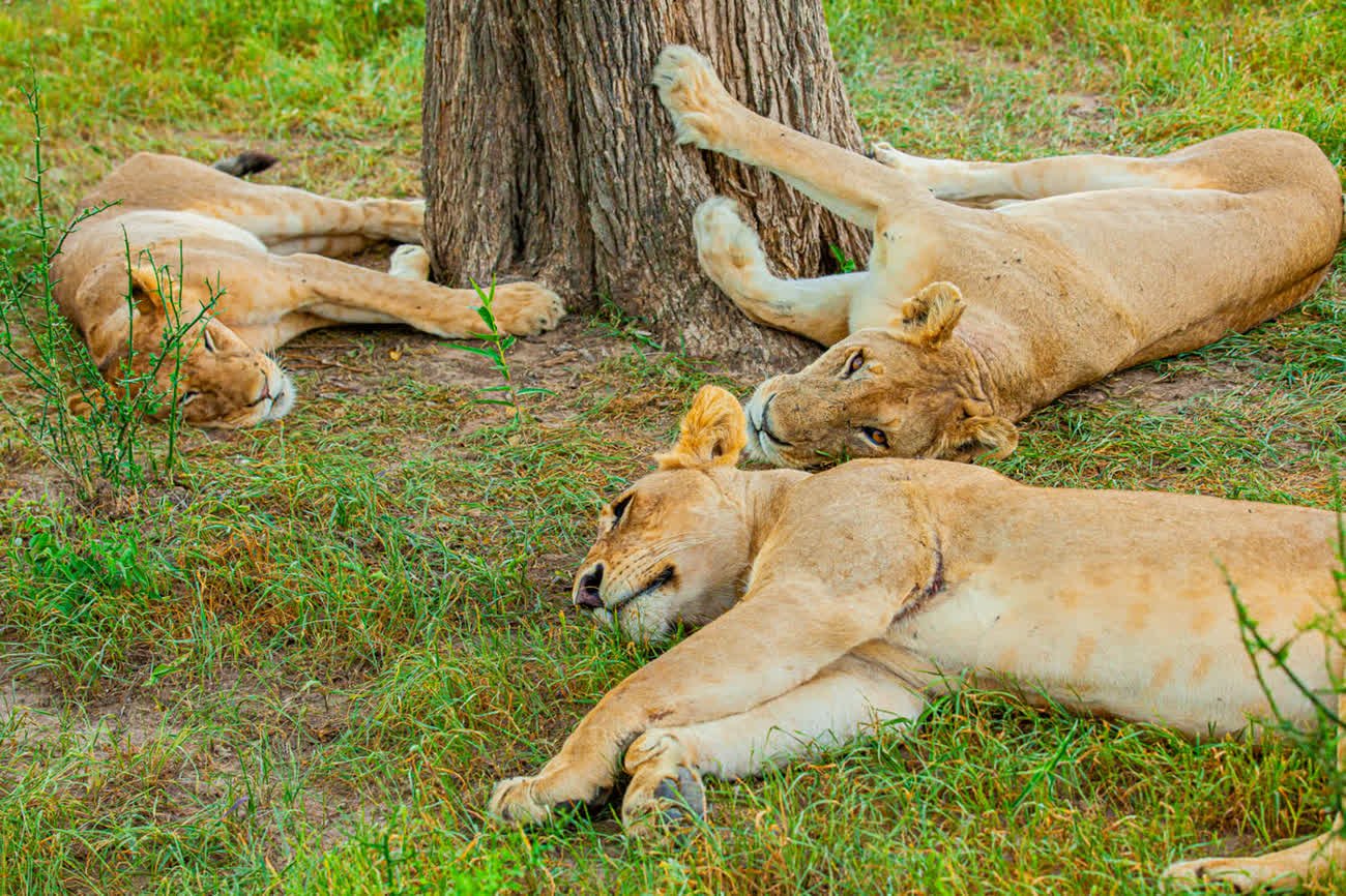 3 Days Mikumi National Park & Maasai Village Safari from Zanzibar - thumbnail 4