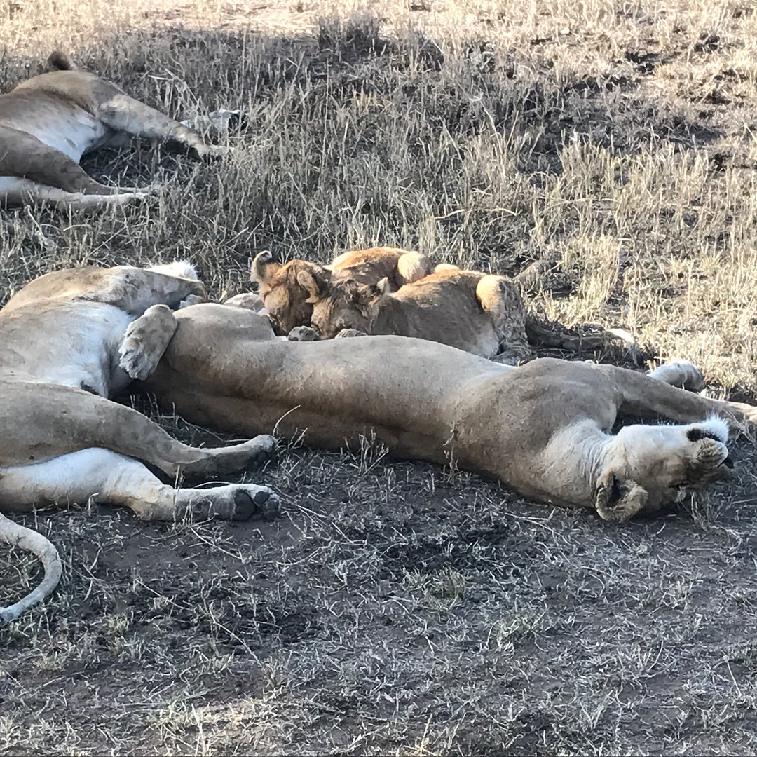 2 Days Tarangire & Ngorongoro Crater Safari – Tanzania Short Wildlife Tour from Arusha - Book on Tour Vigator