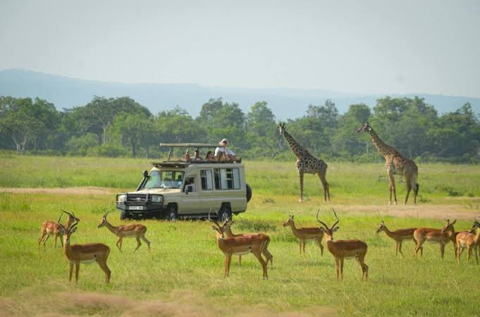 Mikumi National Park Day Safari from Zanzibar - thumbnail 4