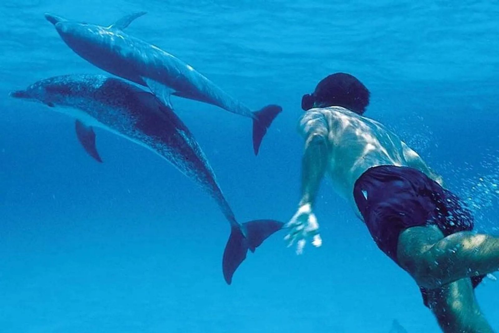Half Day Mnemba Island Snorkeling Experience from Zanzibar - thumbnail 4