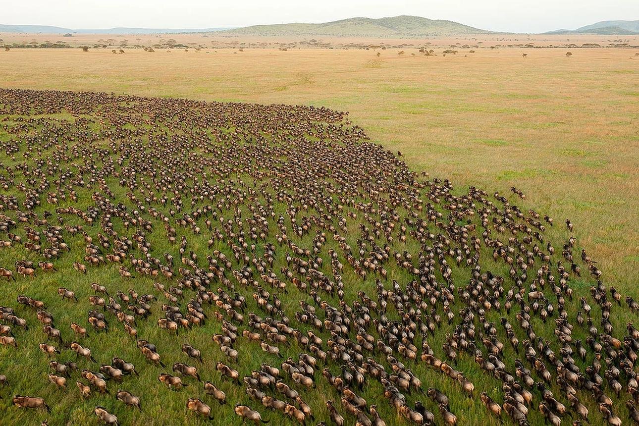 Great Migrations Encounter - thumbnail 2
