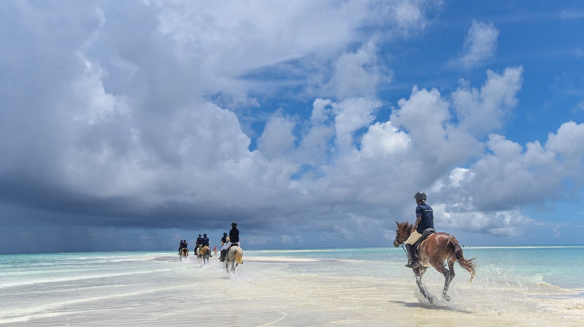 Zanzibar Horse Riding Beach Experience - thumbnail 5