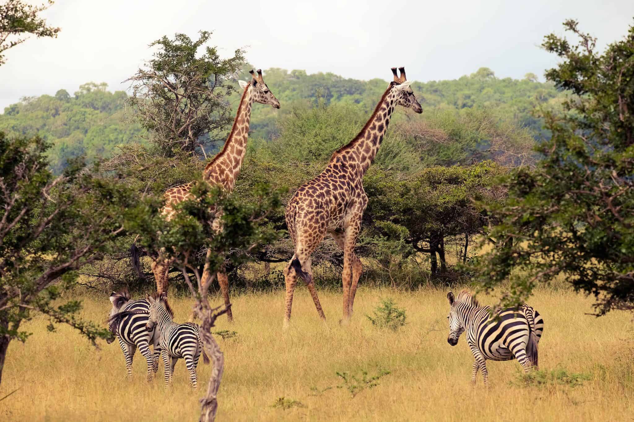 Day Trip: Zanzibar - Selous Game Reserve - Zanzibar - thumbnail 4