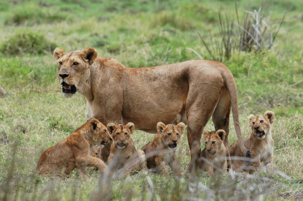 From Zanzibar: Day Trip to Mikumi National Park with Flight - thumbnail 2