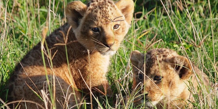 2 Days 1 Night: Zanzibar - Selous Game Reserve - Zanzibar - thumbnail 2
